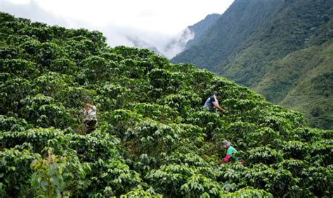  Ziggy e la Magia del Caffè: Un Viaggio Esoterico Attraverso i Sapori di Colombia